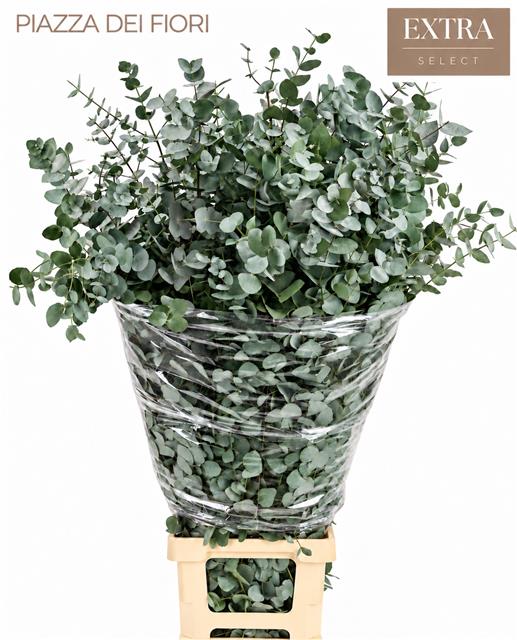 Eucalyptus Cinerea 140cm