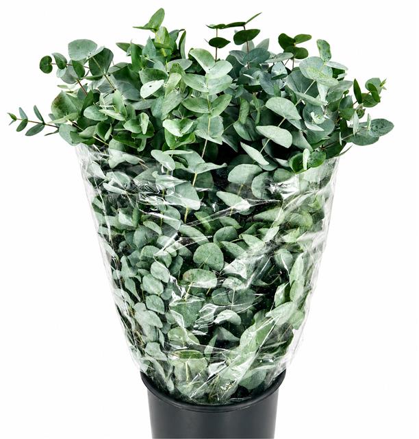 Euc Cinerea Per Bos