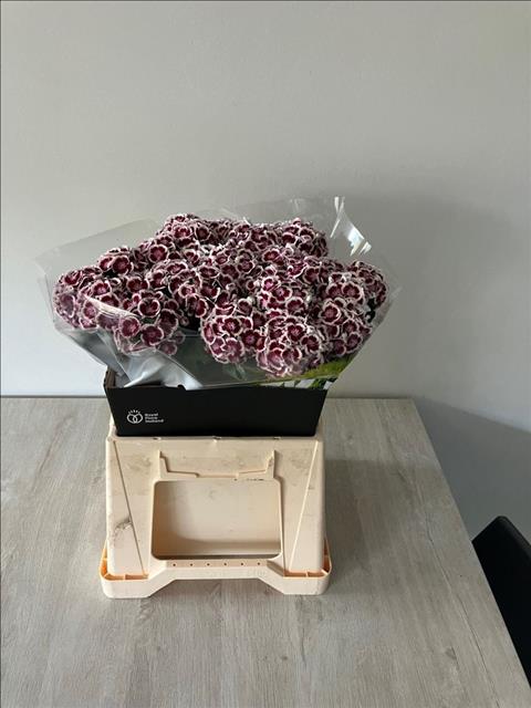 Di Barb Kw Pk Maroon
