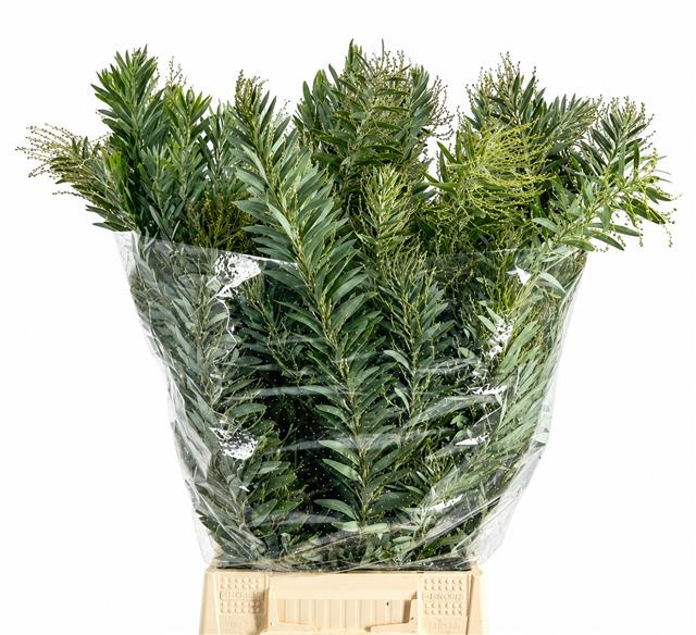 Acacia Decurrens Pb 70cm 200gram