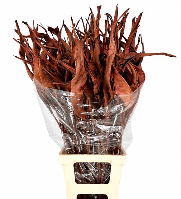 Strelitzia Leaves 100cm