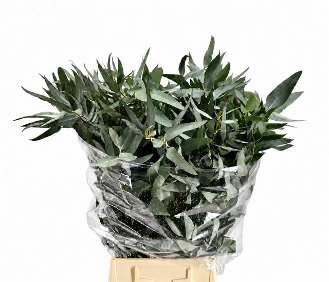 Eucalyptus Leaves Bnch 50cm 150gram