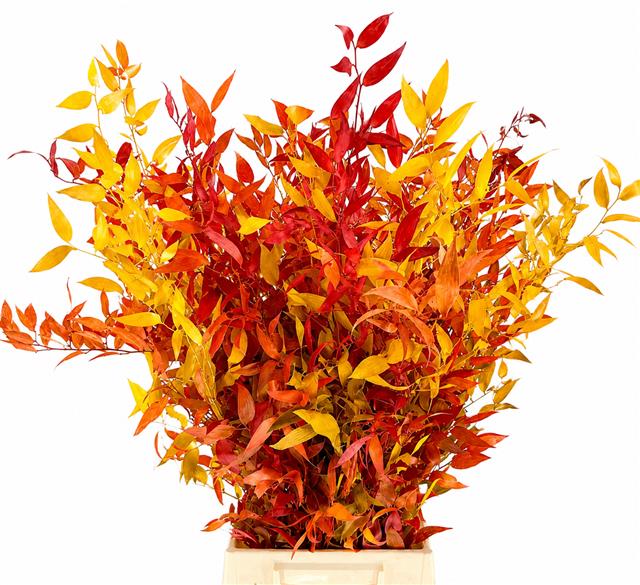 Ruscus Italia Preserved Autumn