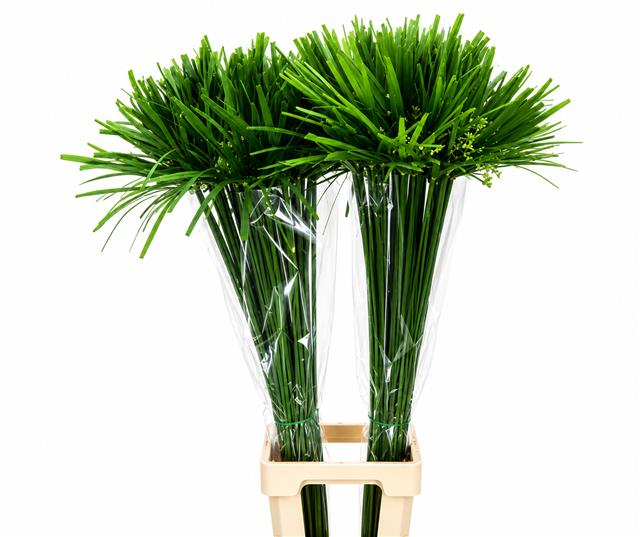 Cyperus Papyrus St 100cm