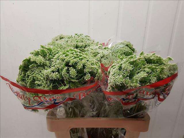Ammi Majus Casablanca 65cm