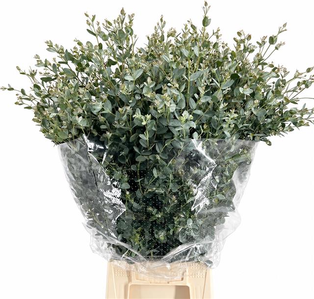 Eucalyptus Gunnii 70cm 200gram