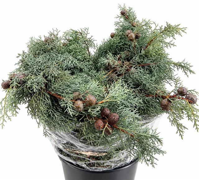 Chamaecyparis 60cm 500gram