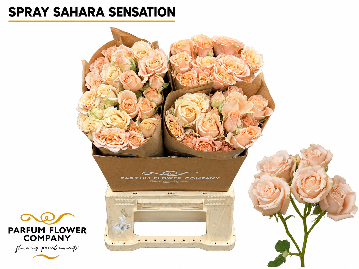 Rosa Garden Sahara Sensation 50cm