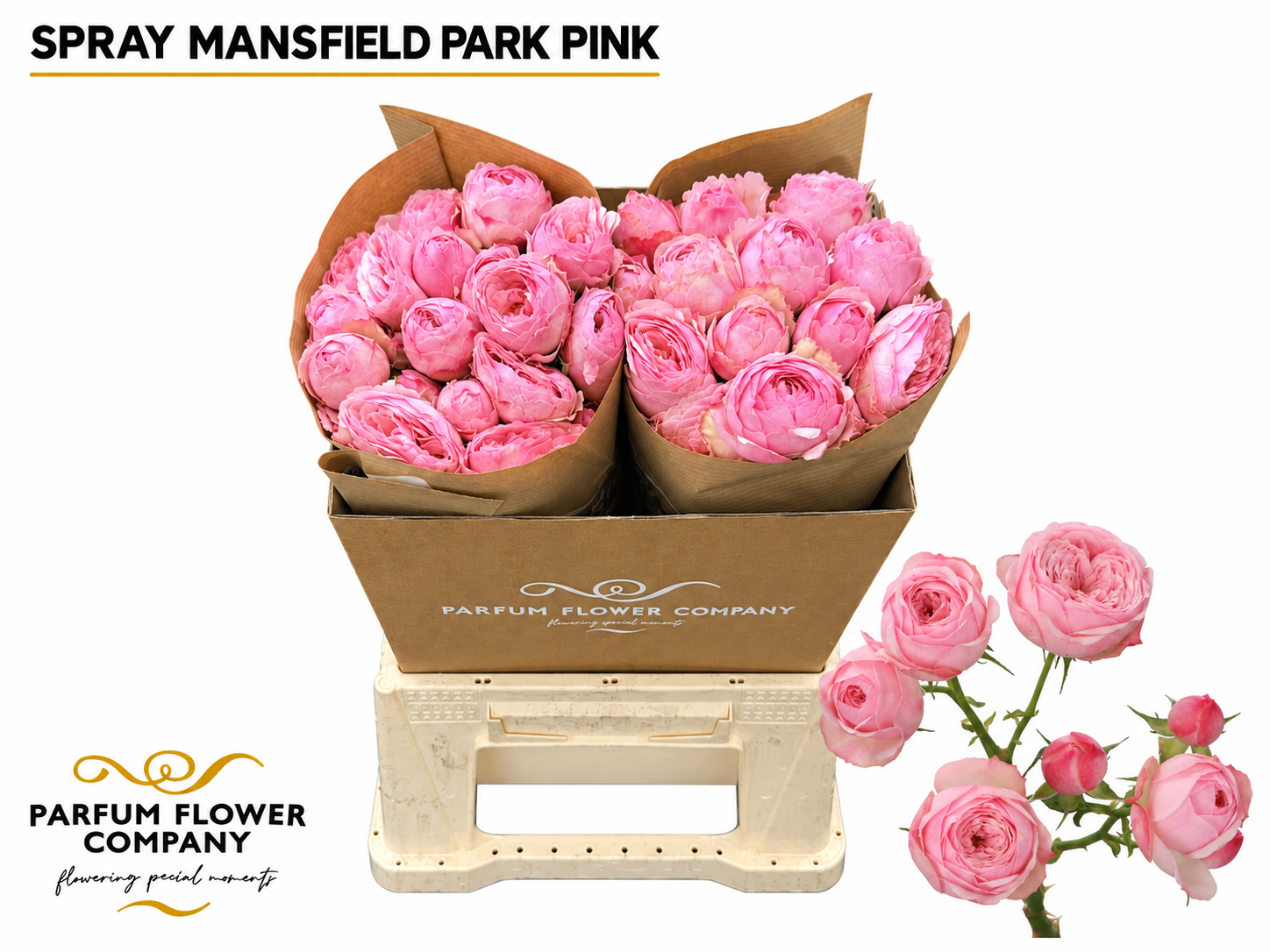 Rosa Spr Mansfield Pink Pa 50cm