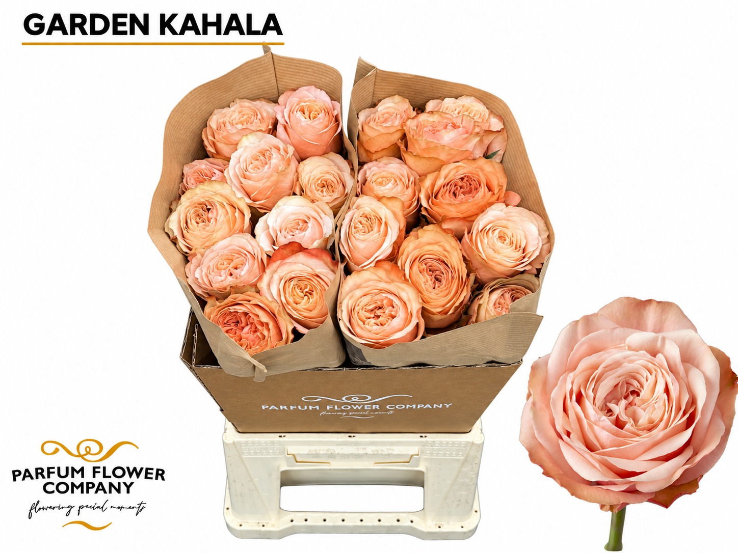 Rosa Garden Kahala 50cm