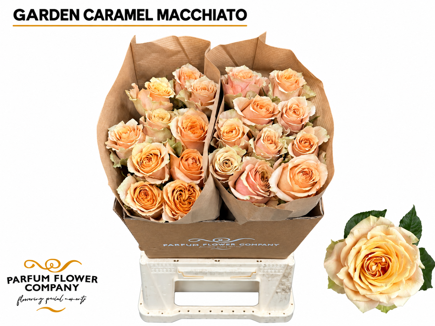 Rosa Caramel Macchiato 50cm