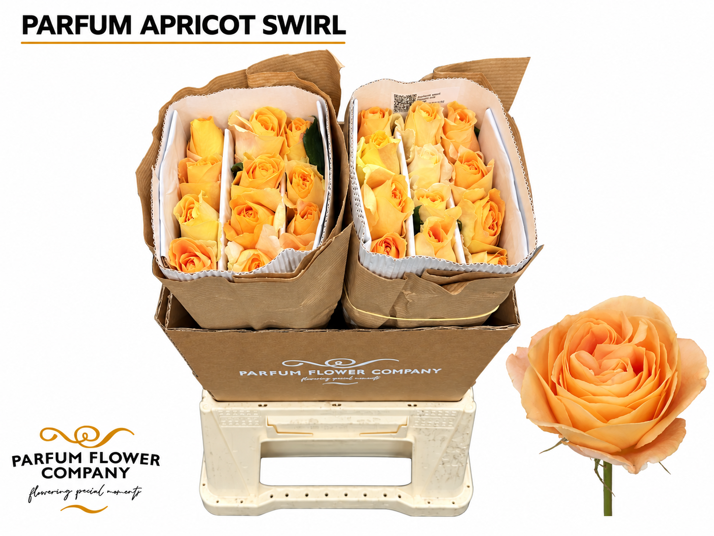 Rosa Garden Apricot Swirl 50cm