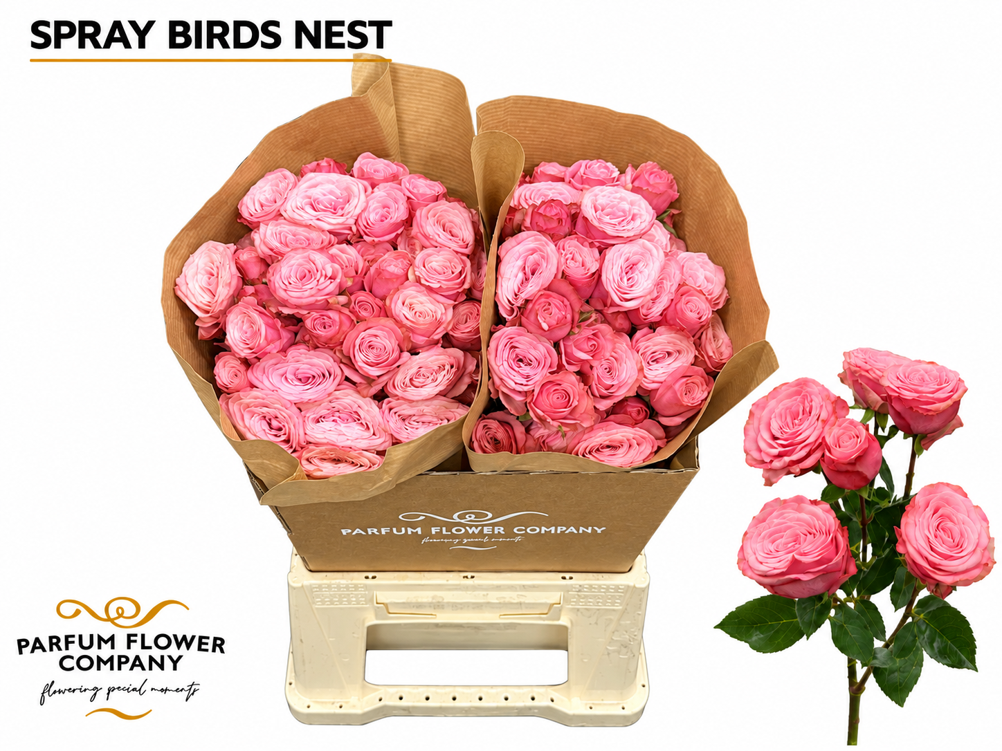 Rosa Spr Birds Nest+ 70cm