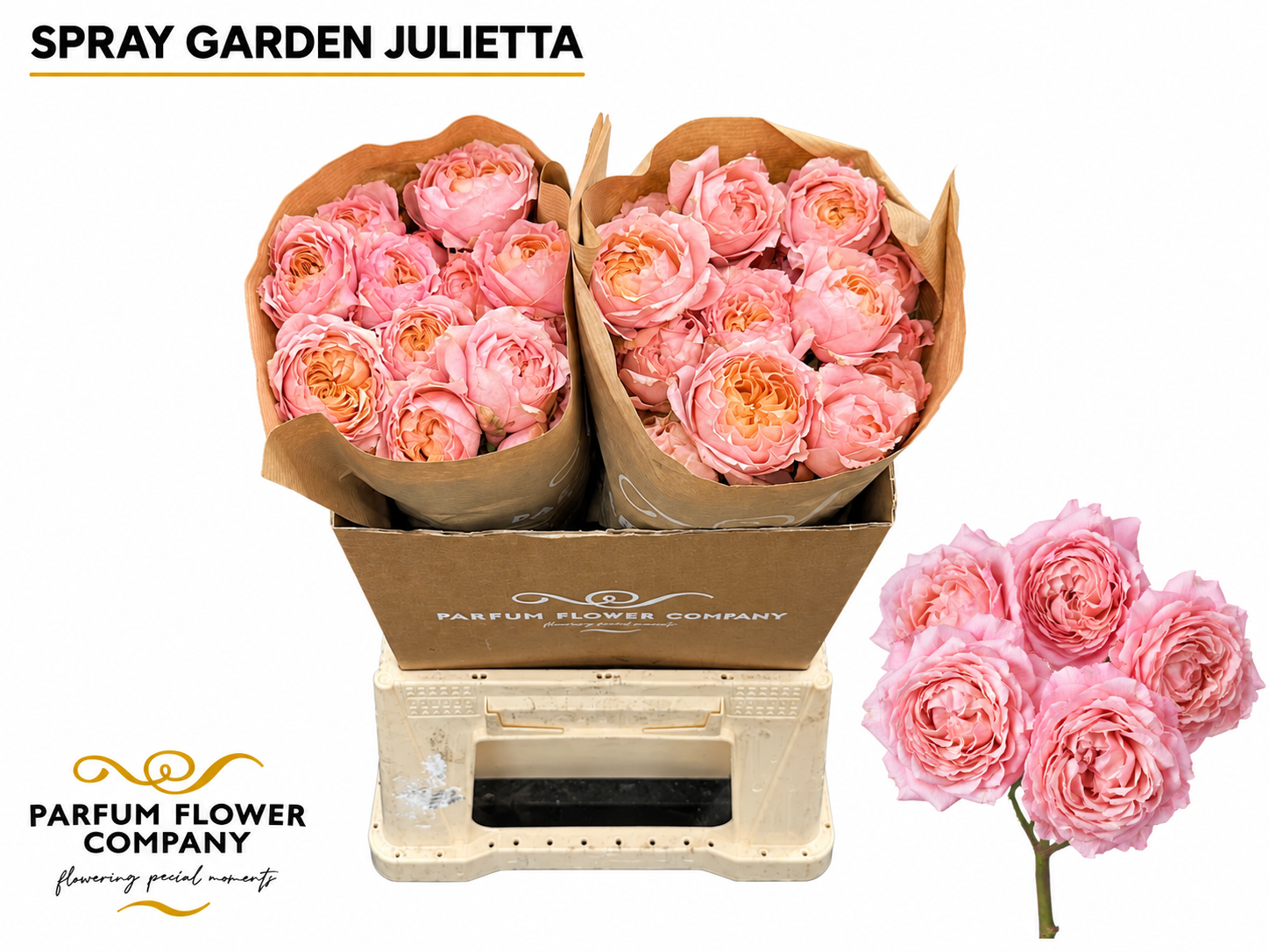 Rosa Garden Julieta 50cm