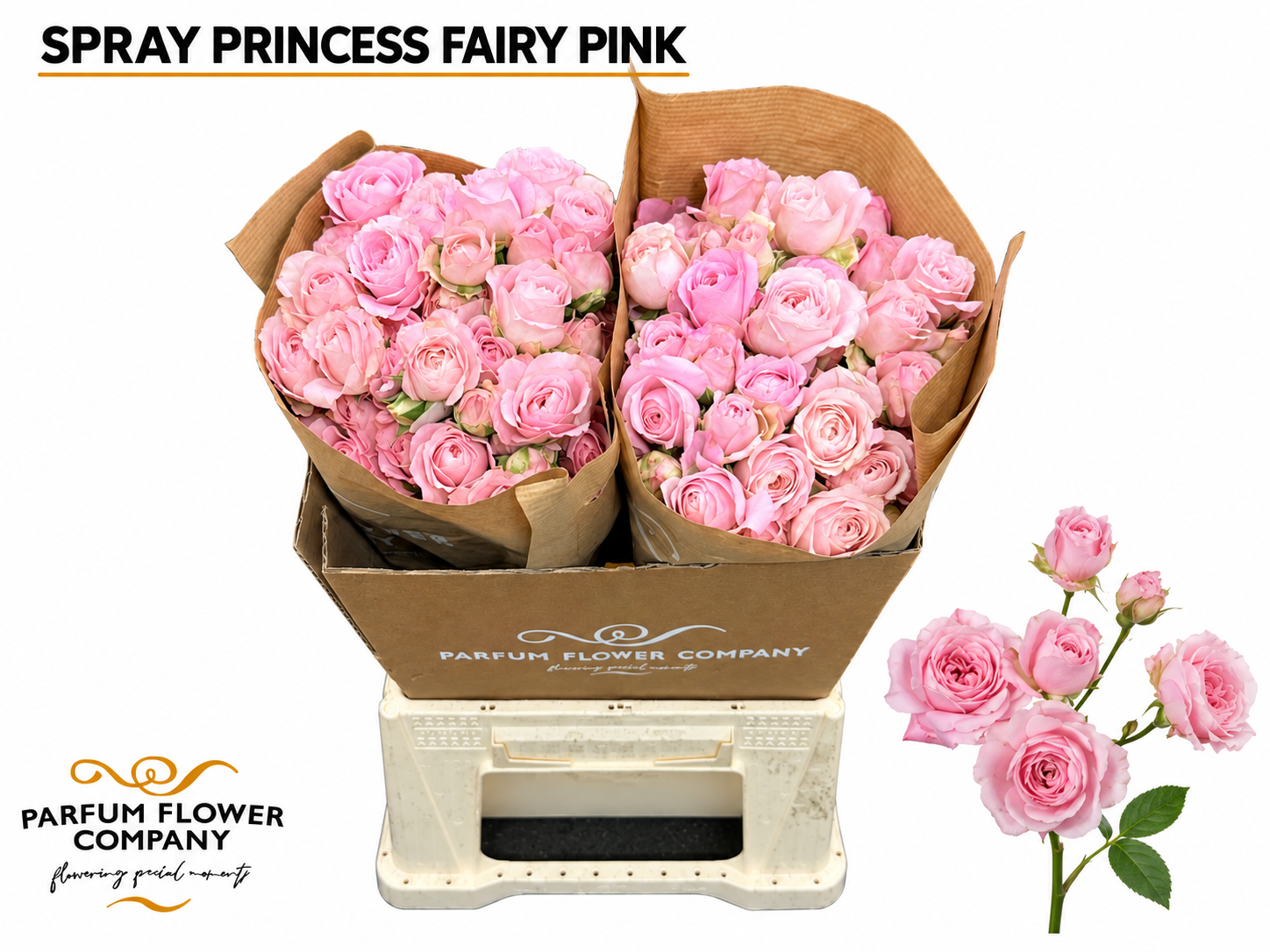 Rosa Garden Spray Princess Fairy Pink 60cm