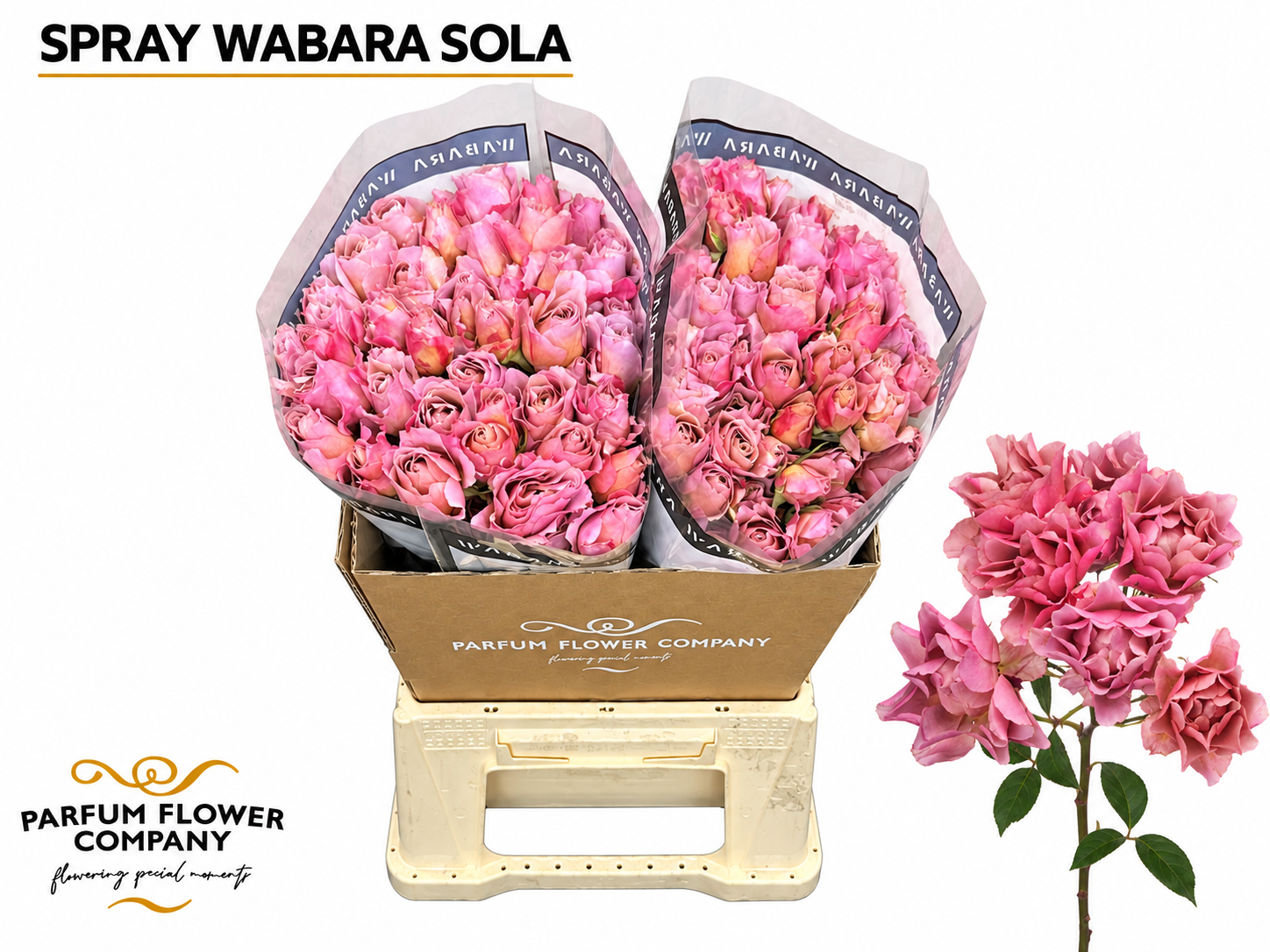 Rosa Garden Wabara Sola 50cm