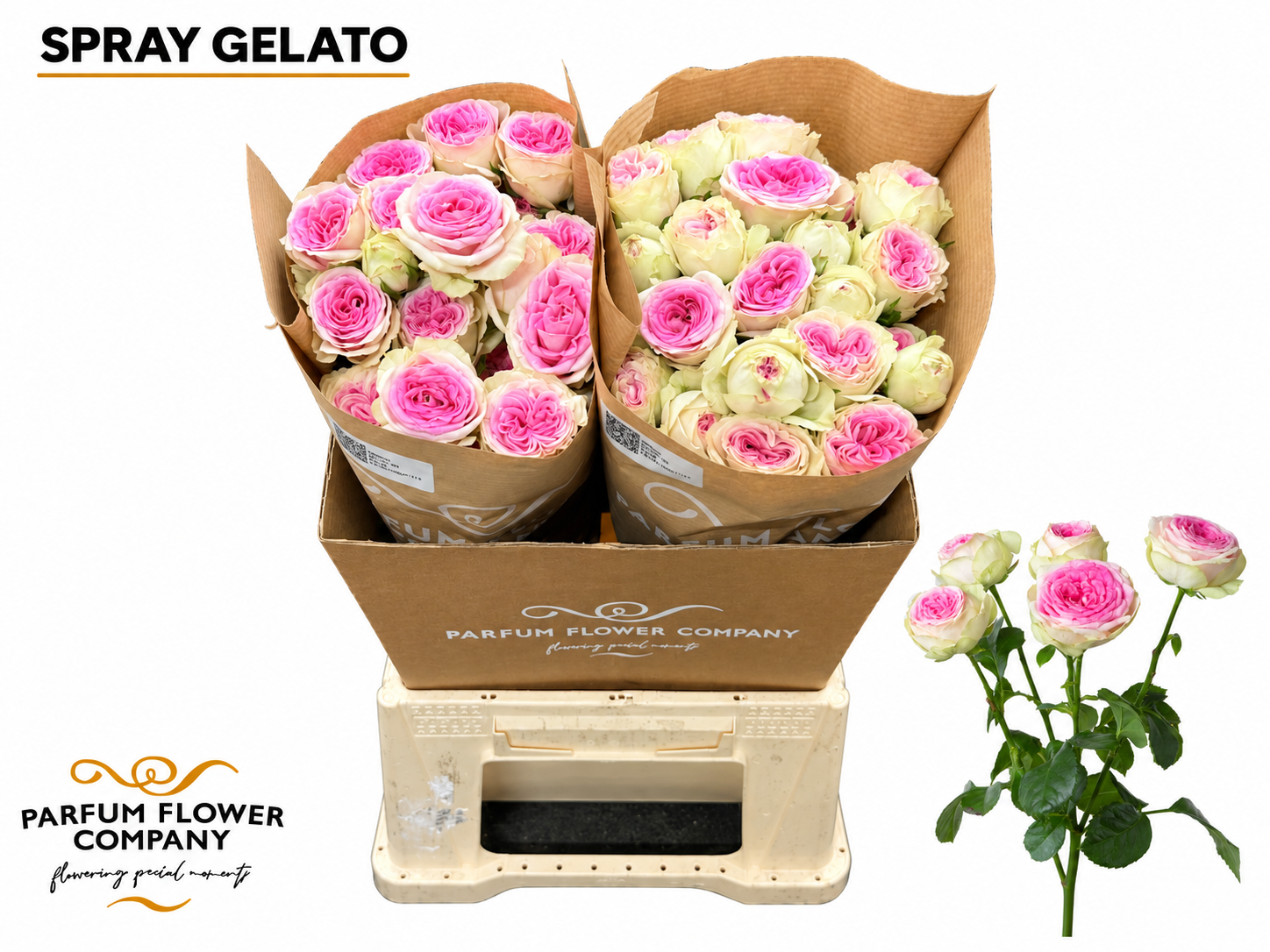Rosa Spr Gelato 60cm