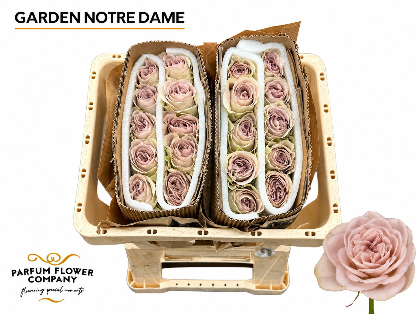 Rosa Notre Dame+ 50cm