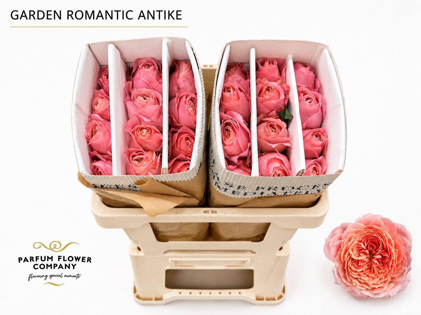Rosa Spr Romantic Antique Freelander 60cm