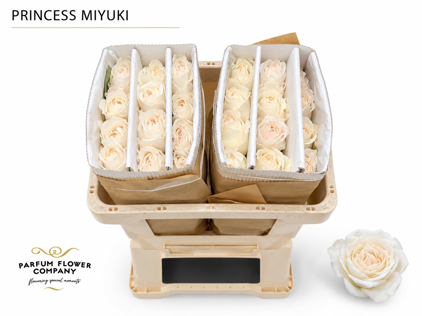 Rosa Garden Princess Miyuki 60cm