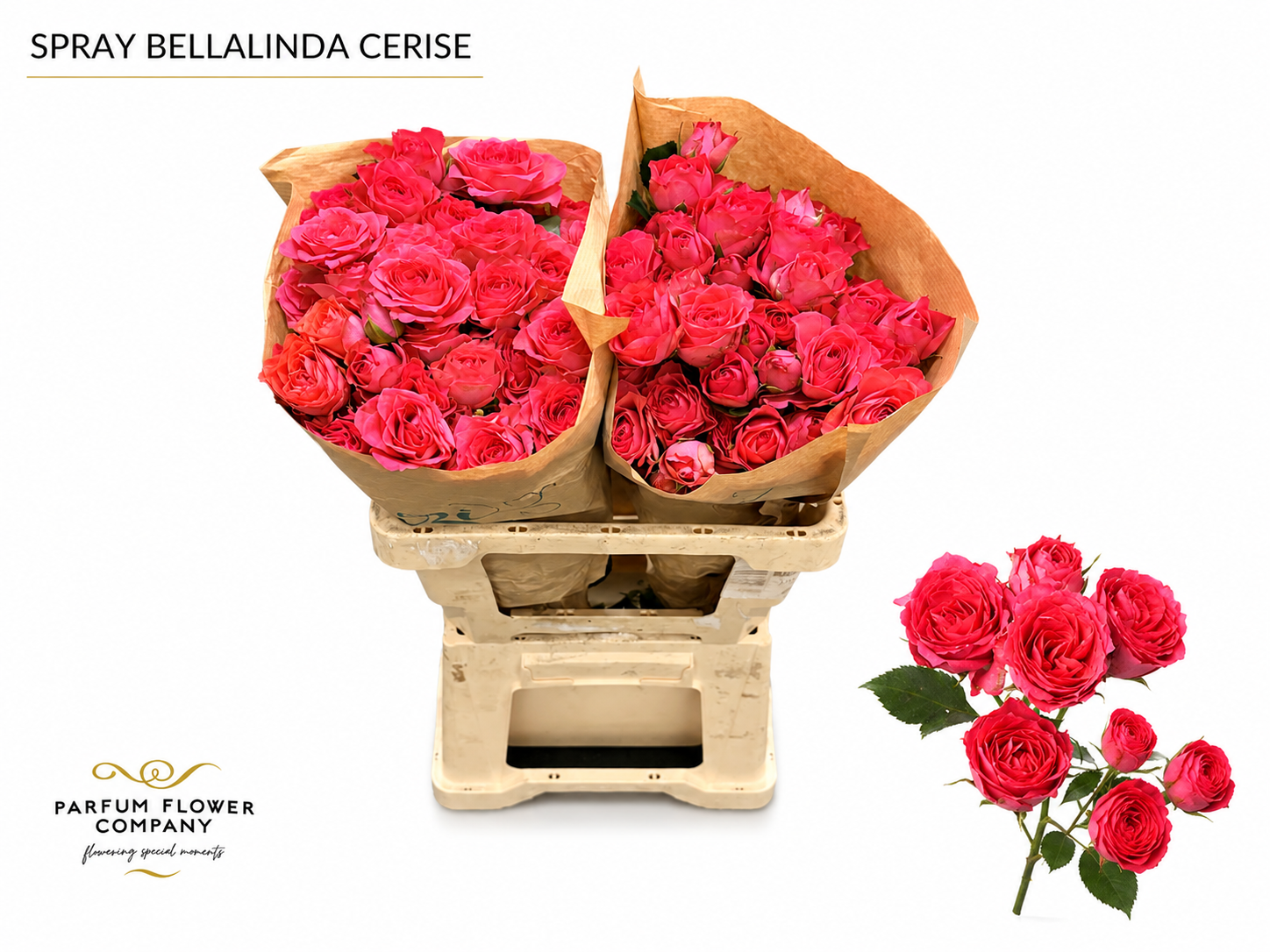 Rosa Spr 60cm