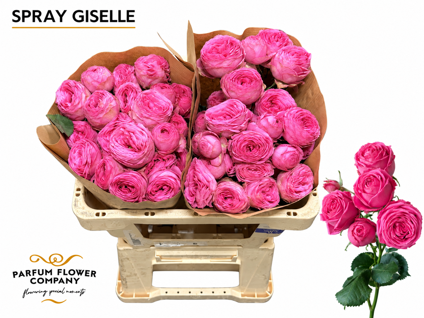 Rosa Spr Giselle 70cm