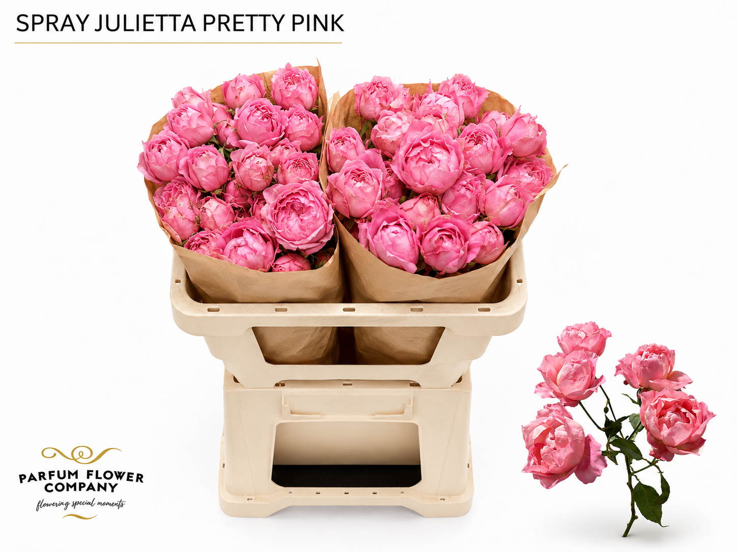 Rosa Spr 60cm