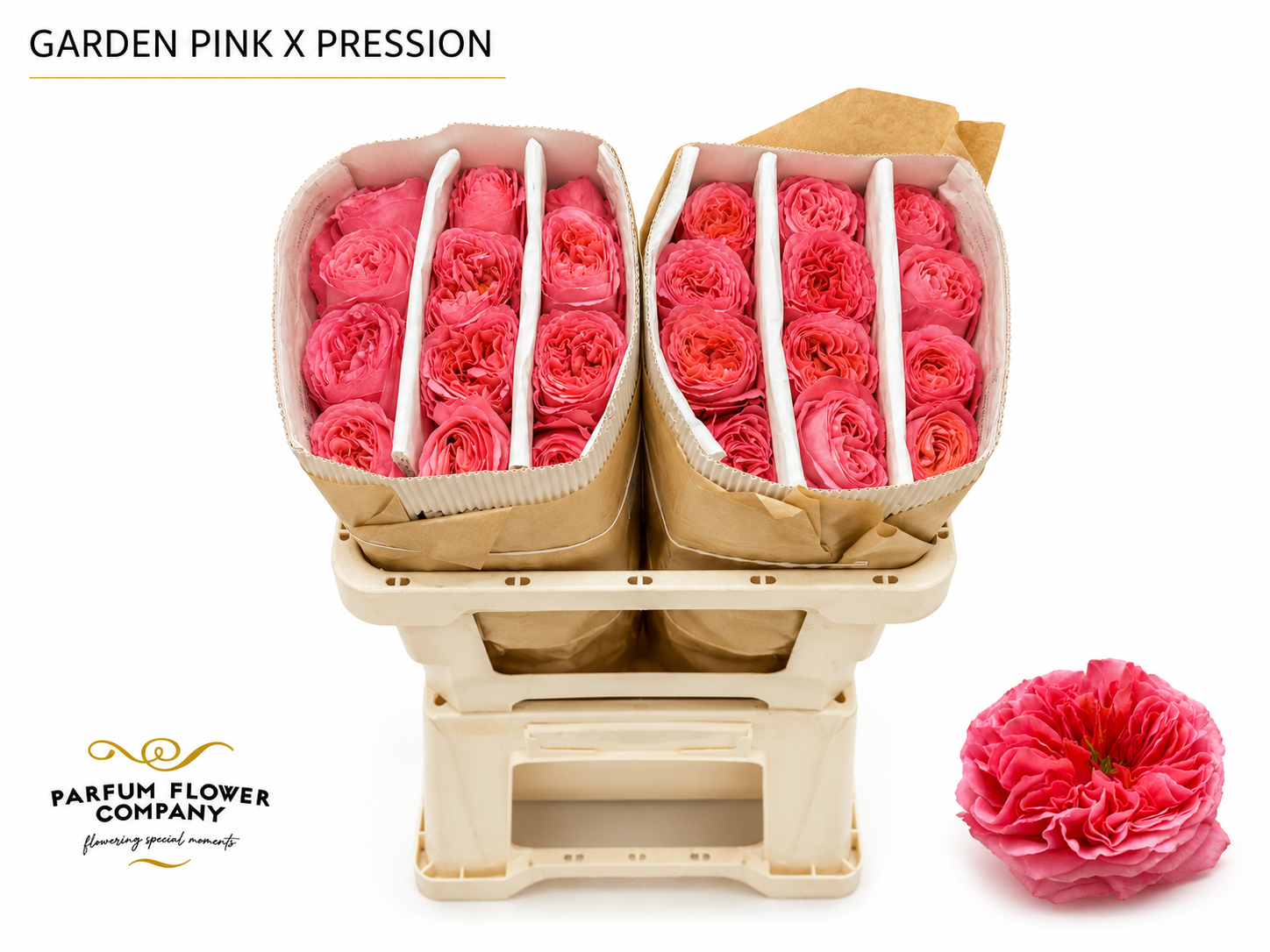Rosa Pink X-pression 50cm