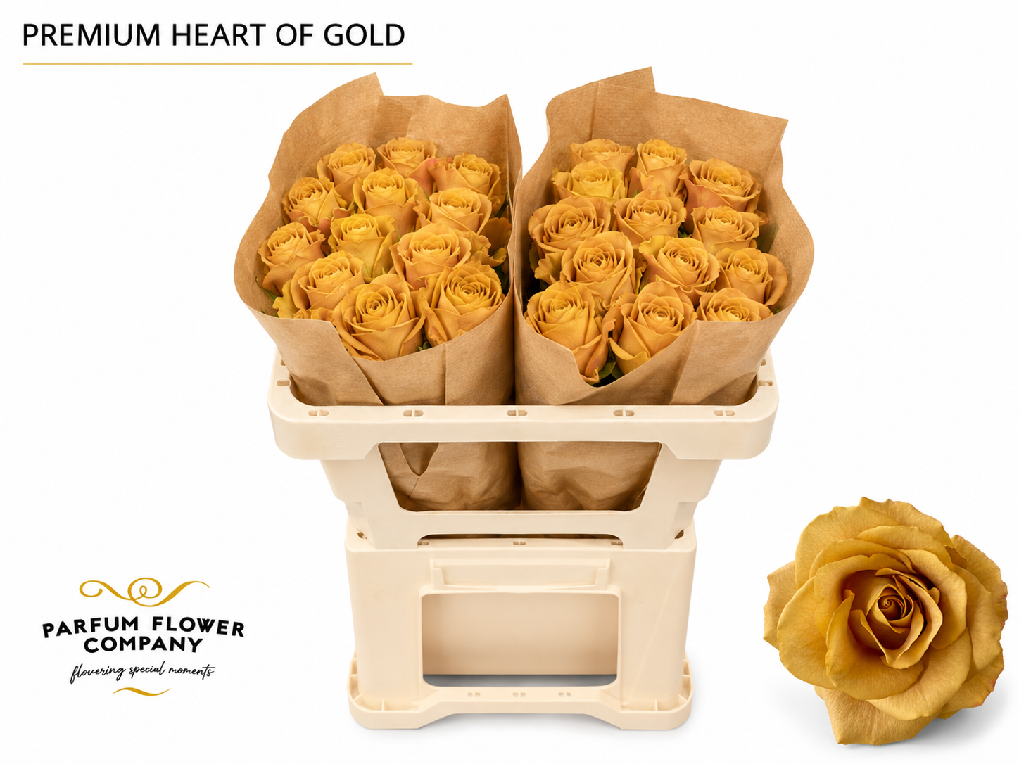 Rosa Garden Hearts Of Gold 50cm