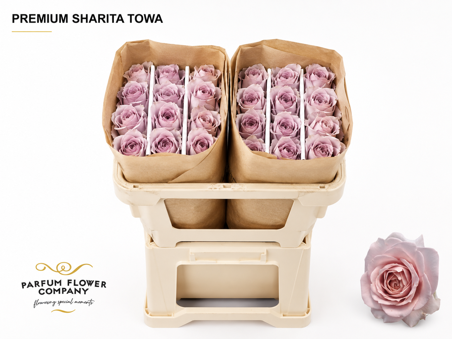 Rosa 50cm