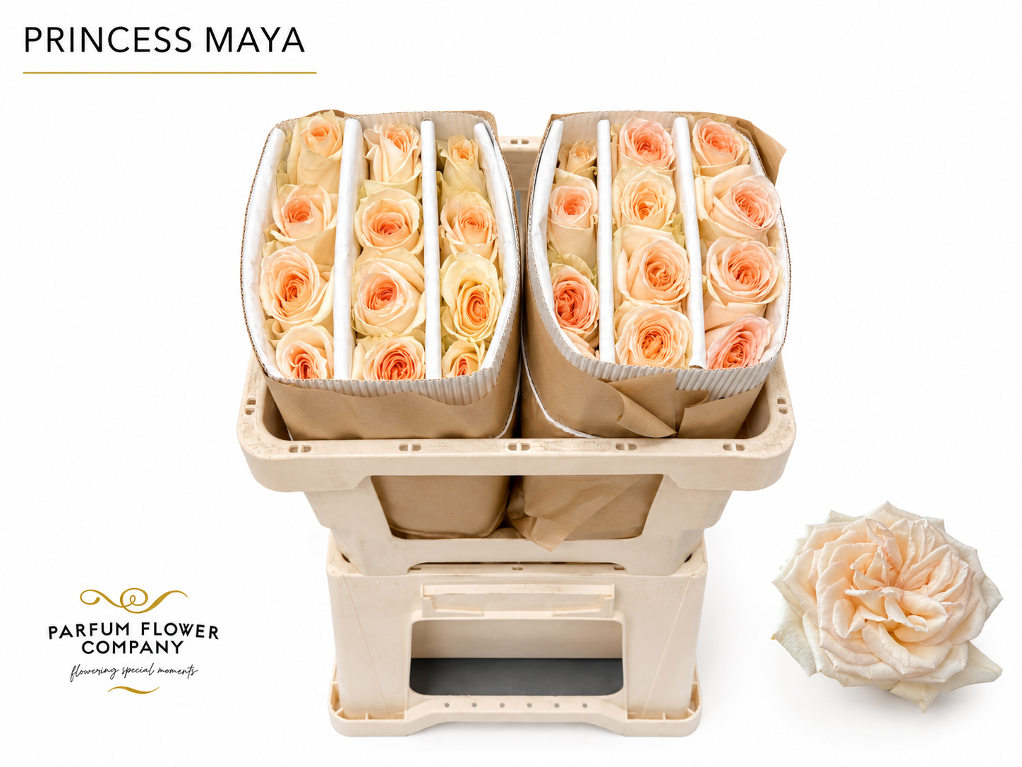 Rosa Princess Maya 50cm