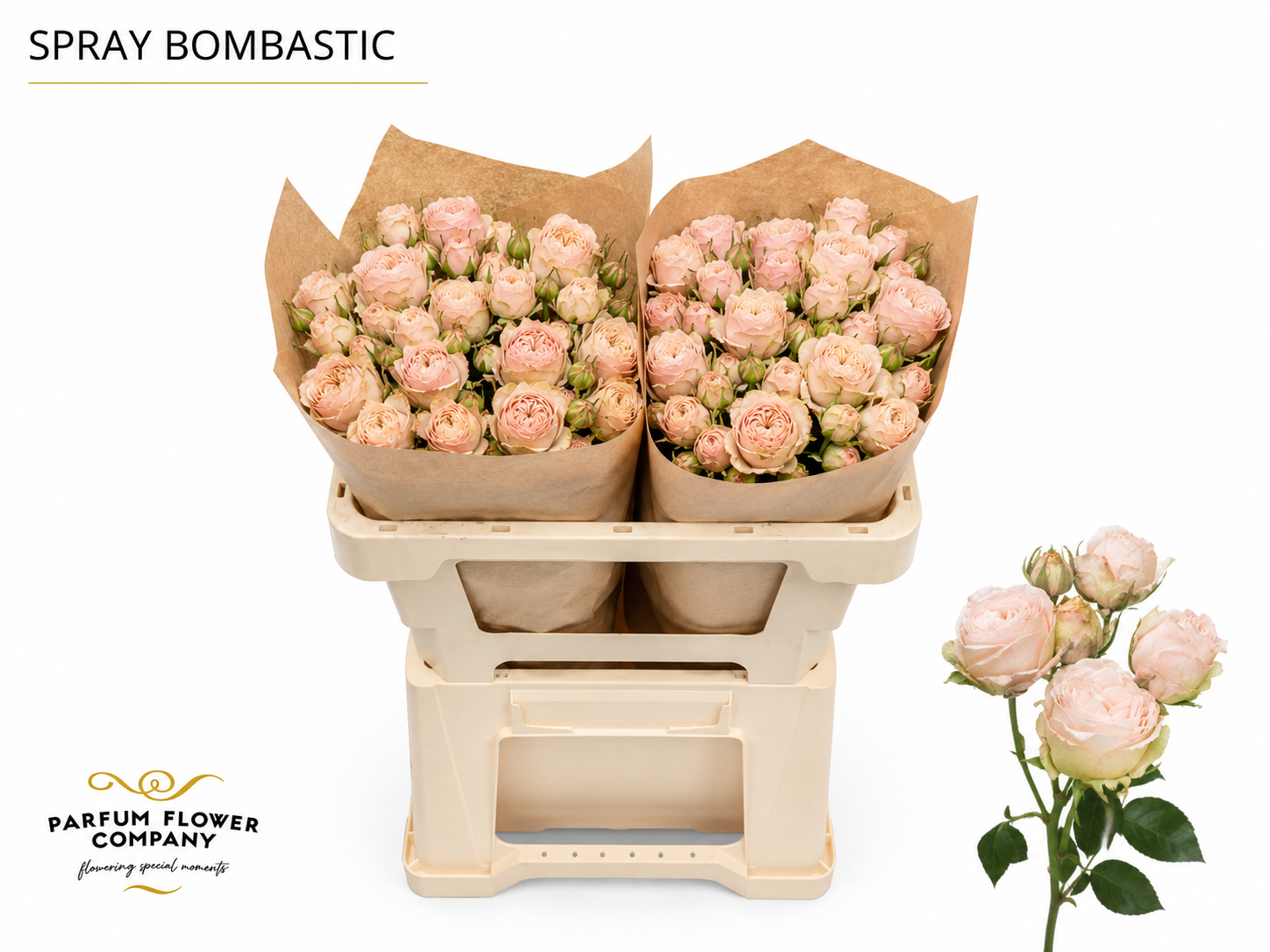 Rosa Spr Bombastic 50cm