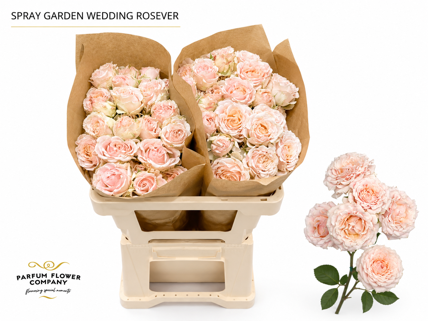 Rosa Garden Spray Wedding Rose 50cm