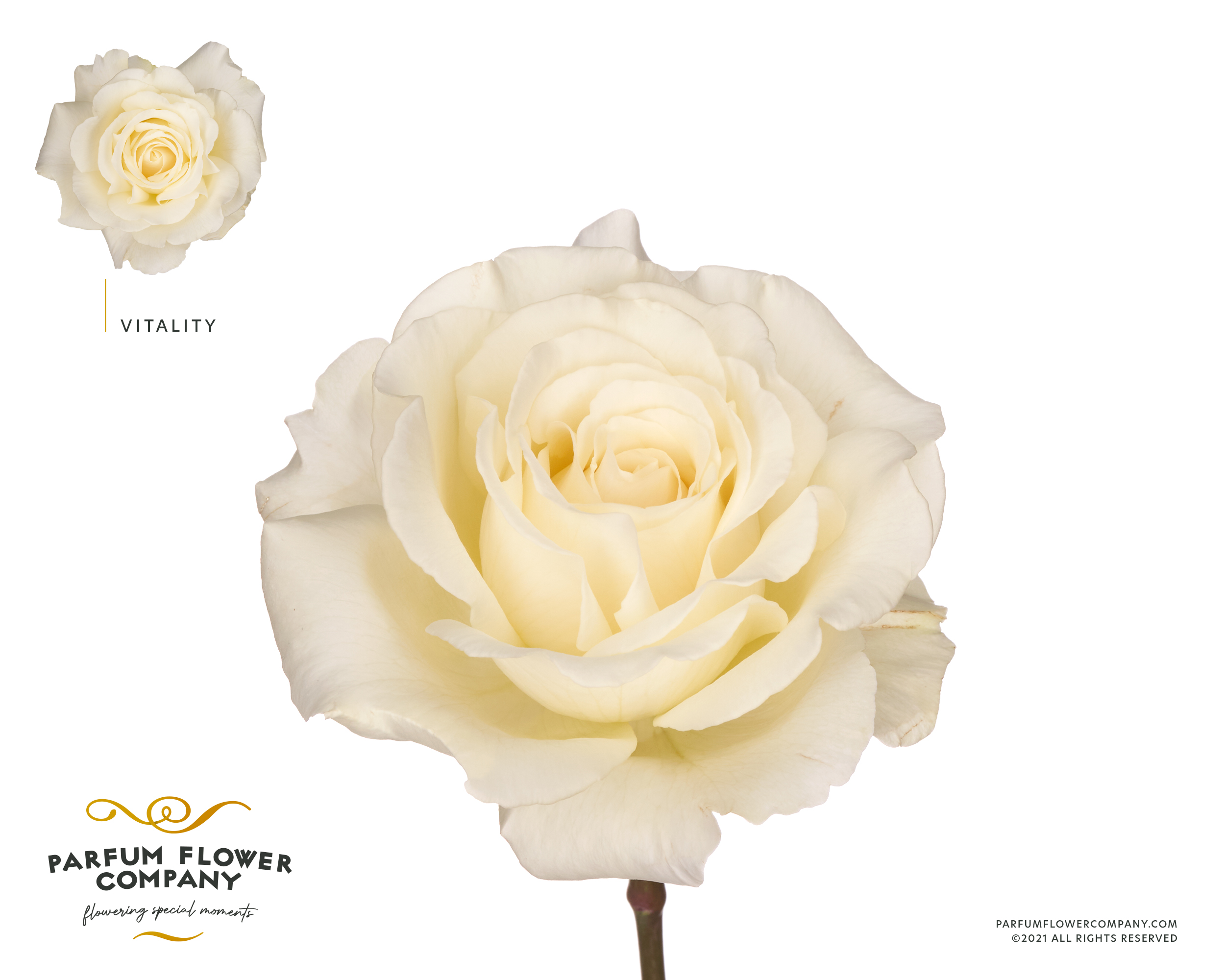 Rosa Parfum Vitality 50cm