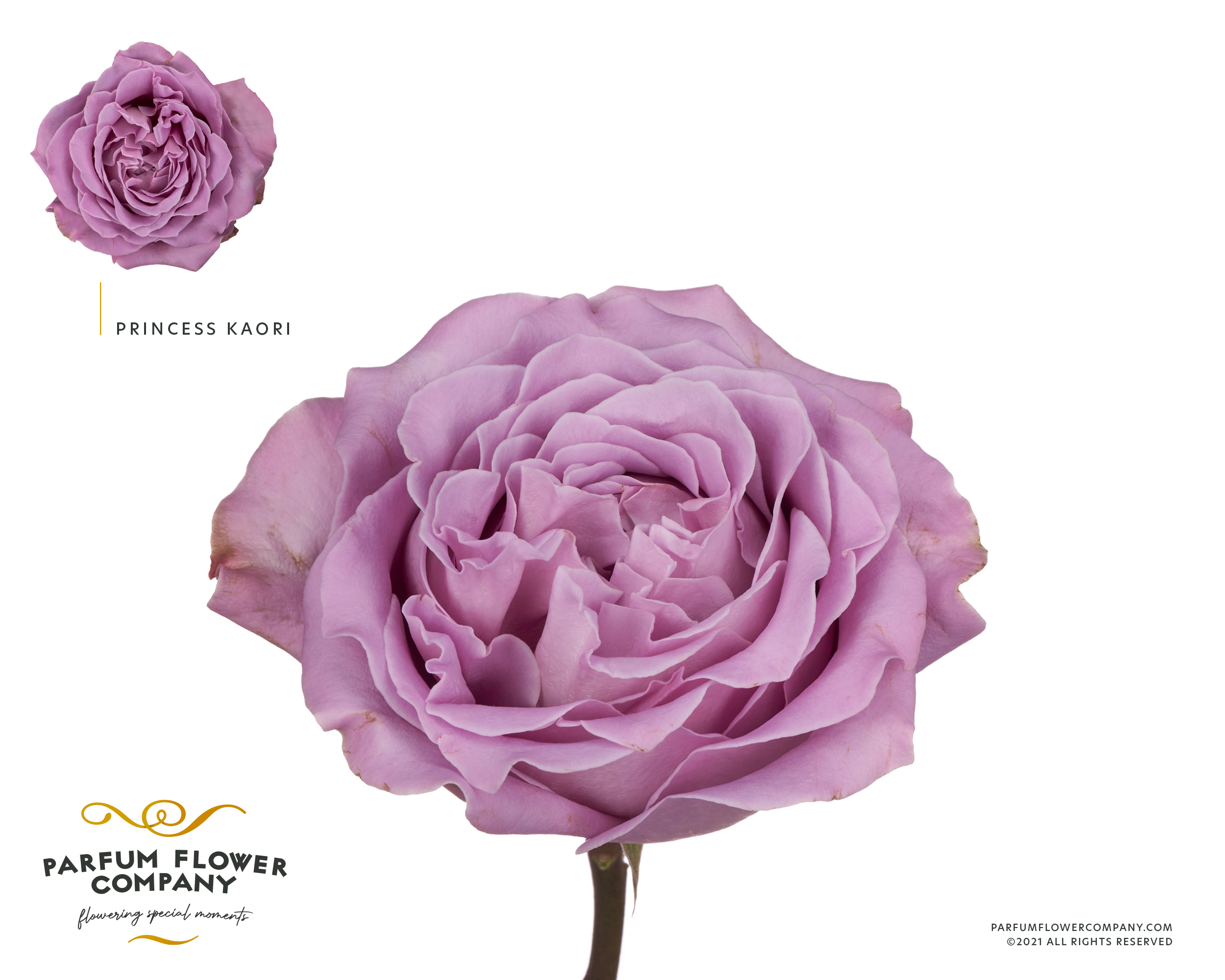 Rosa Garden Princess Kaori 60cm