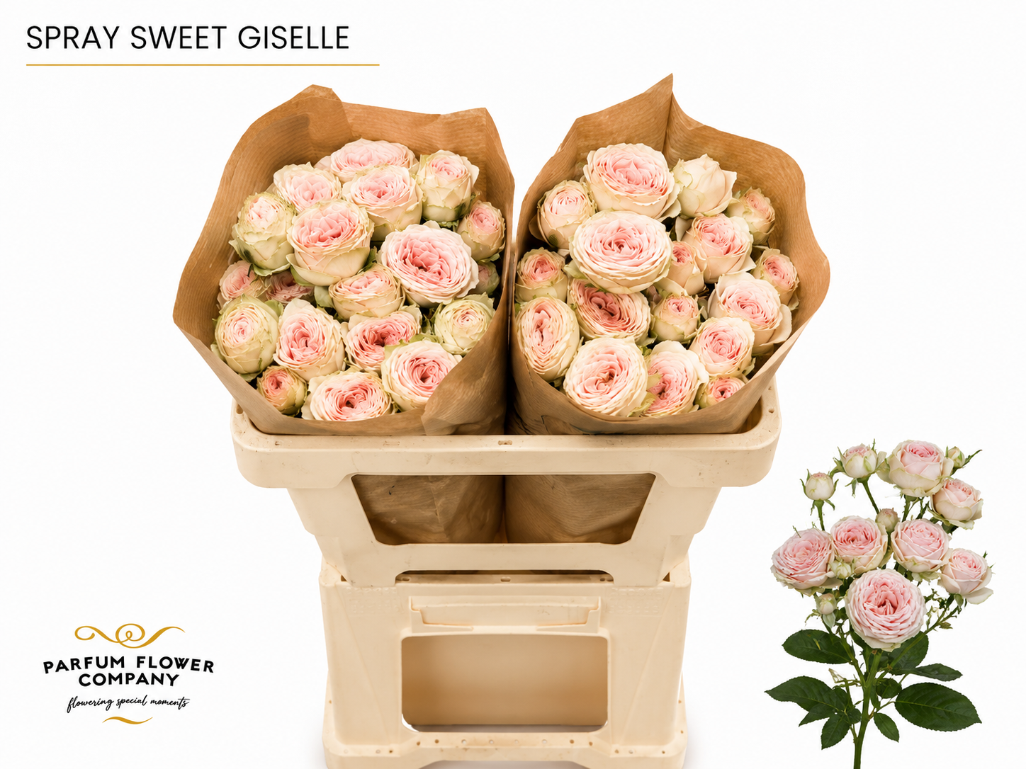 Rosa Spr Sweet Giselle 50cm