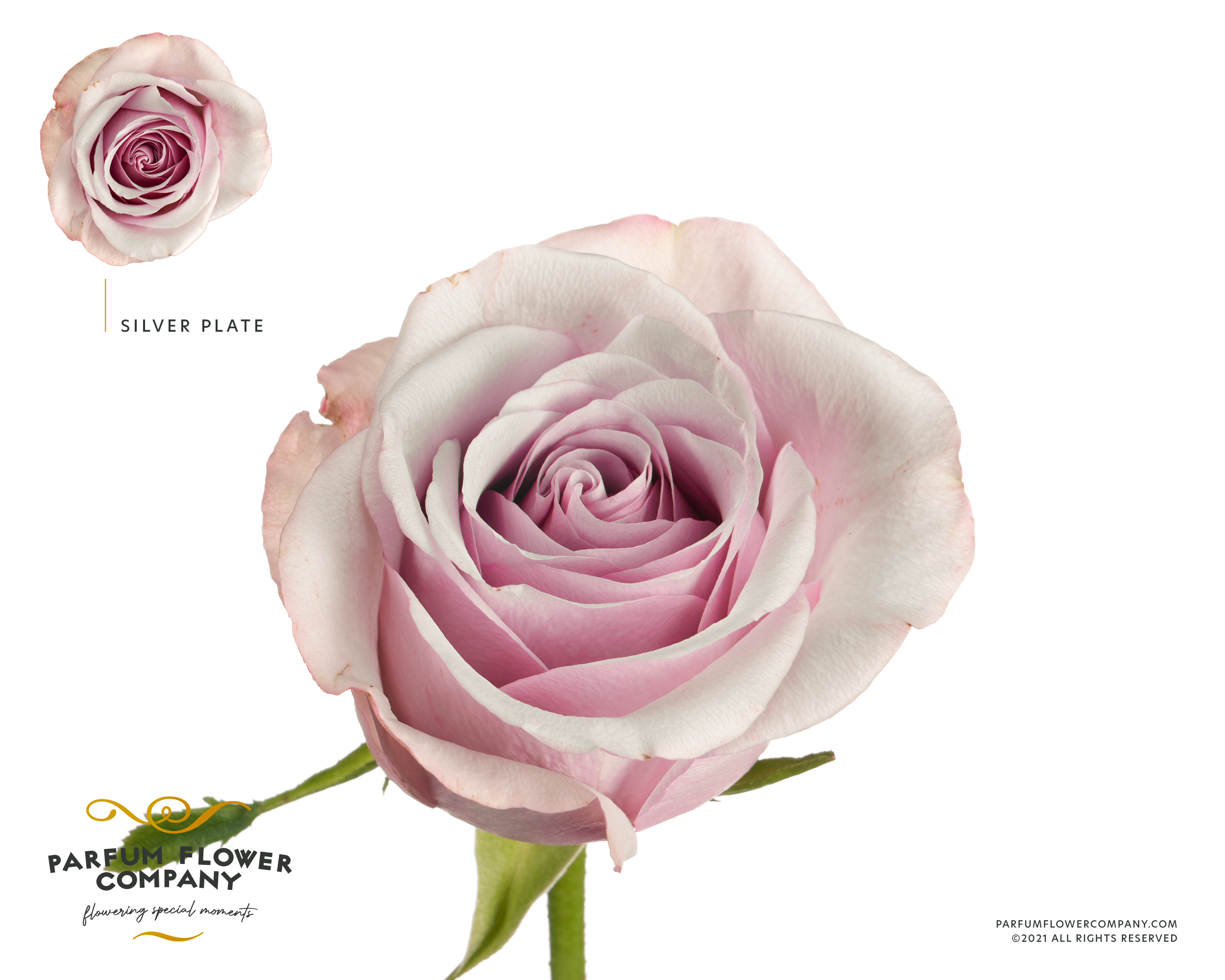 Rosa Garden Silver Plate 50cm