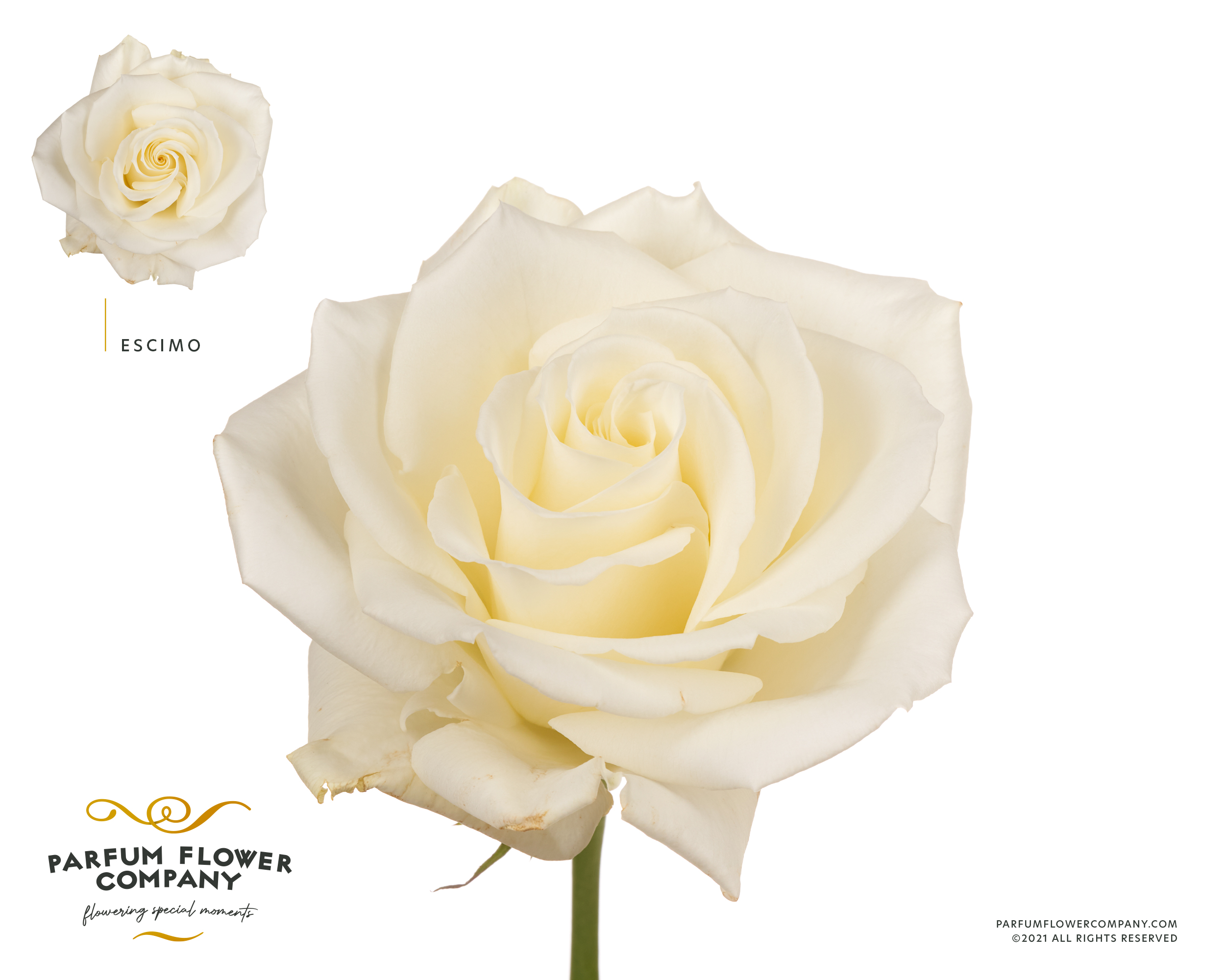 Rosa Sw Escimo 50cm