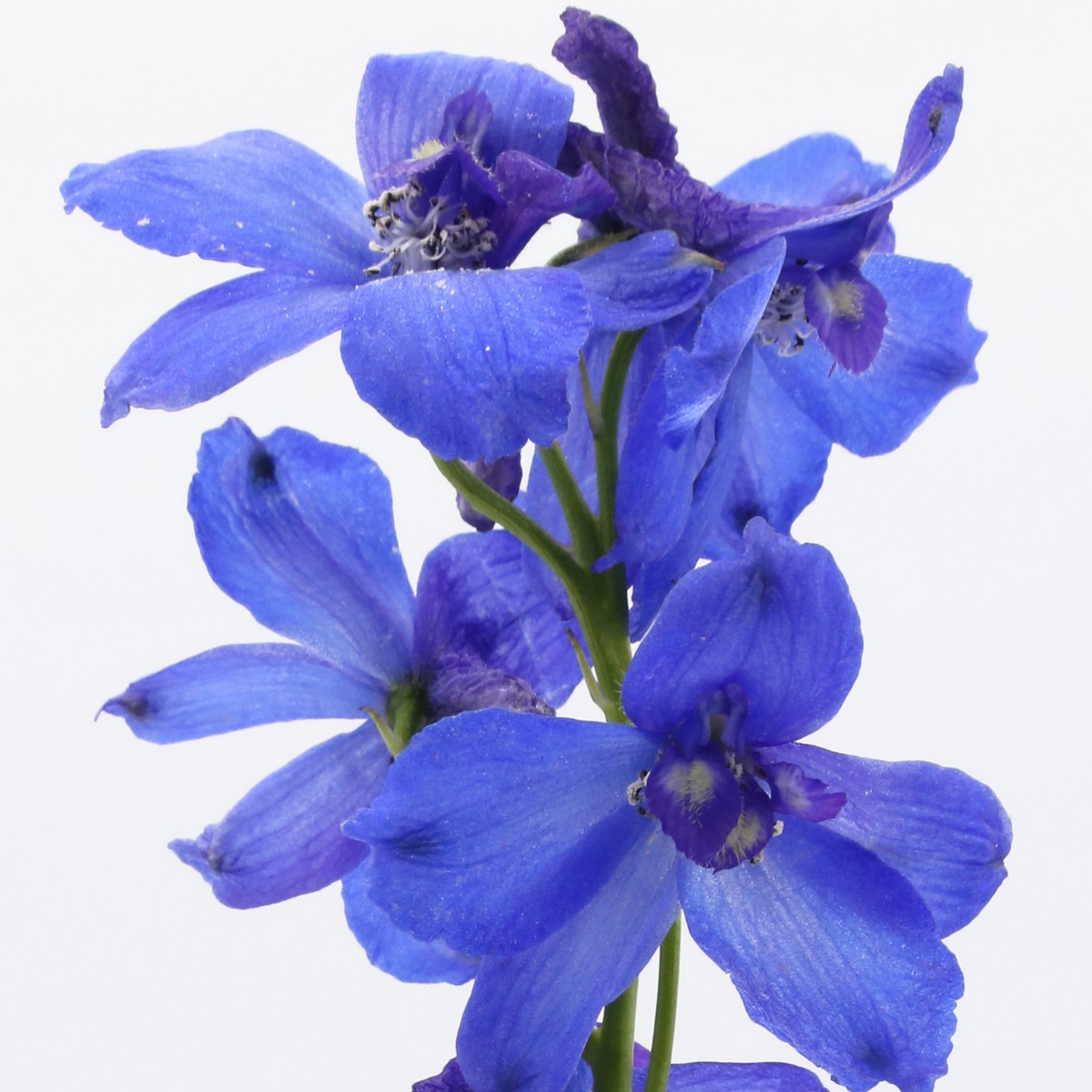 Delphinium Volkenrfrieden 50cm