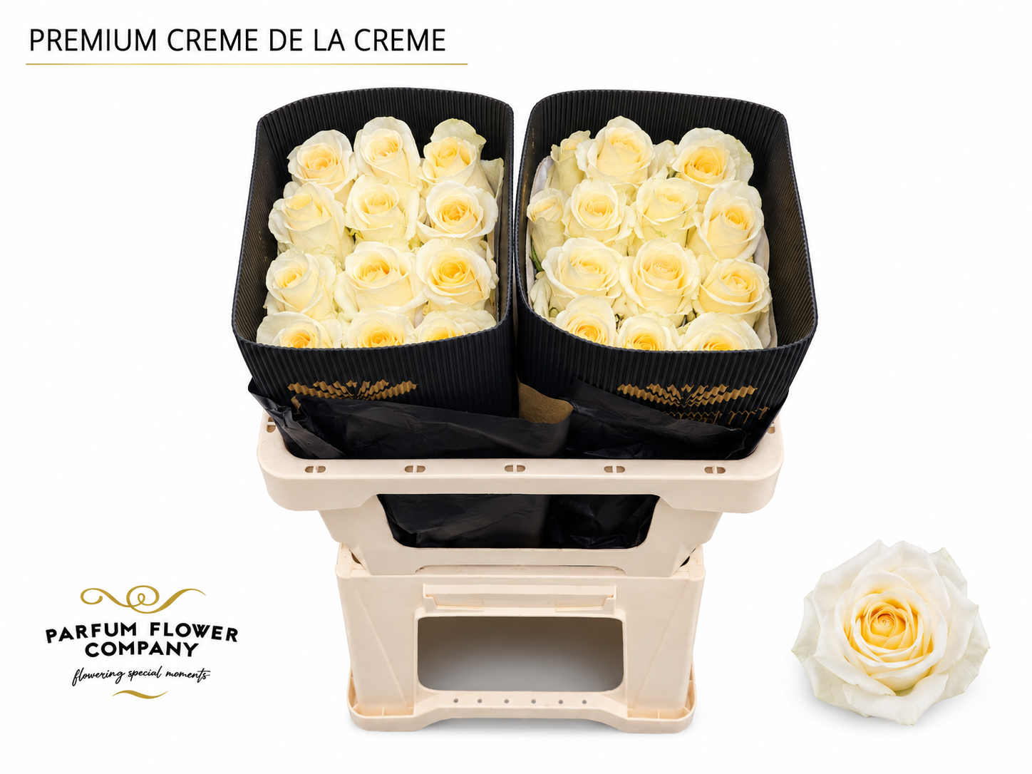 Rosa Creme De La Creme 50cm
