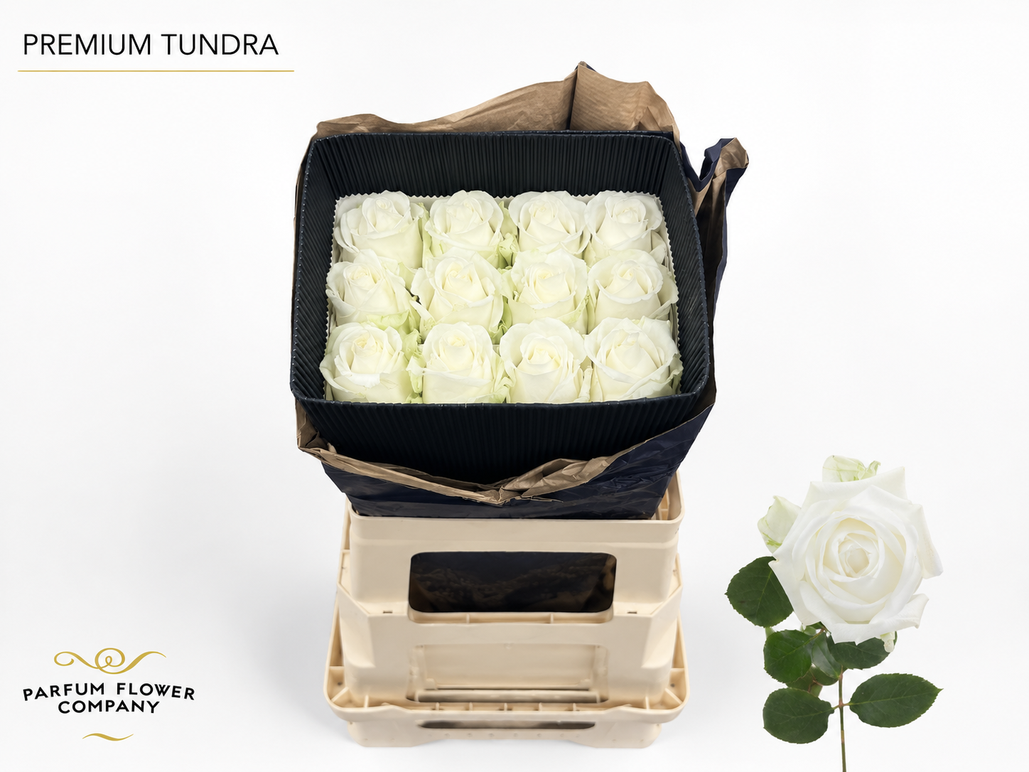 Rosa 50cm