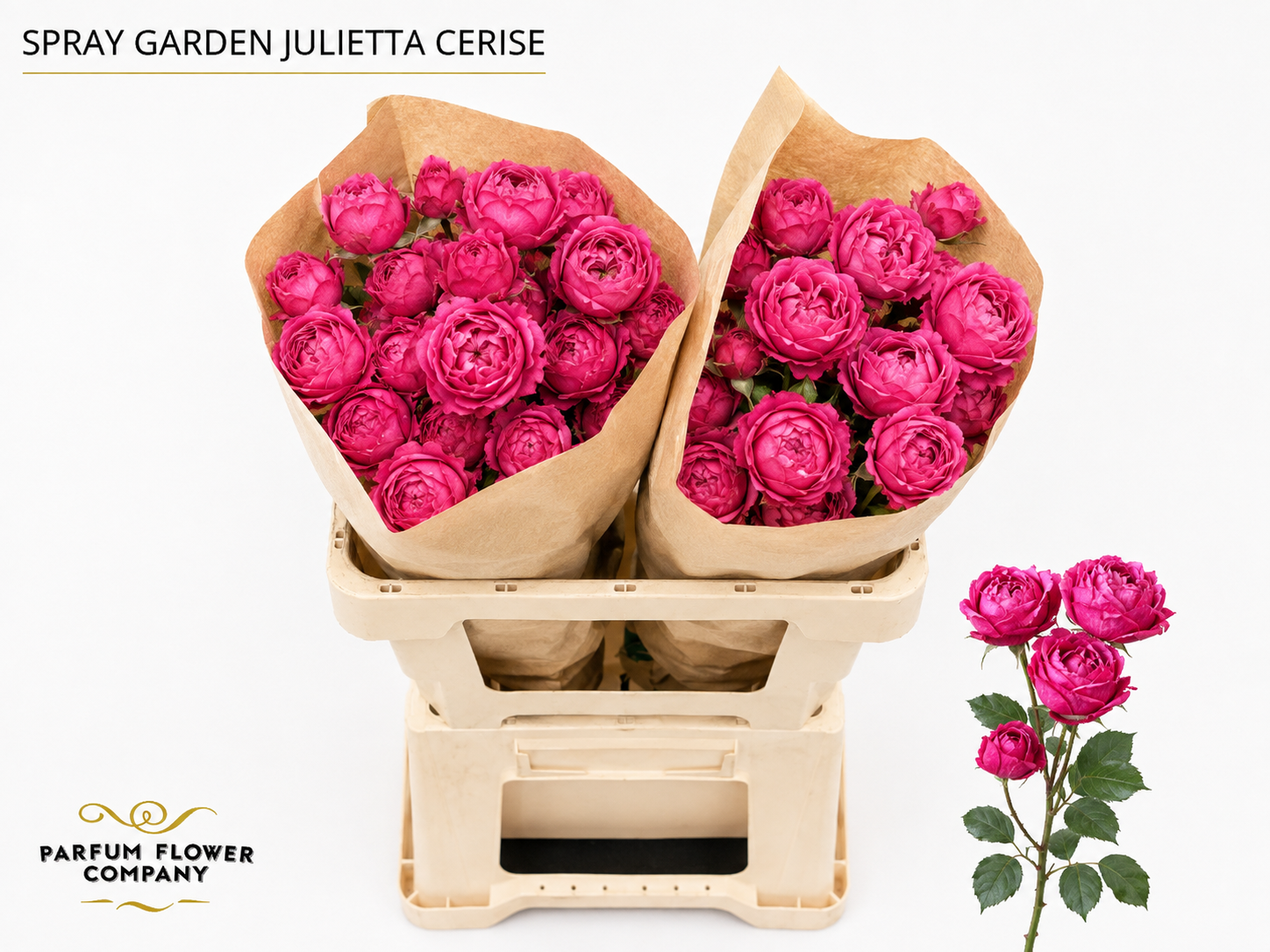 Rosa Garden Julieta Cerice Spray 60cm