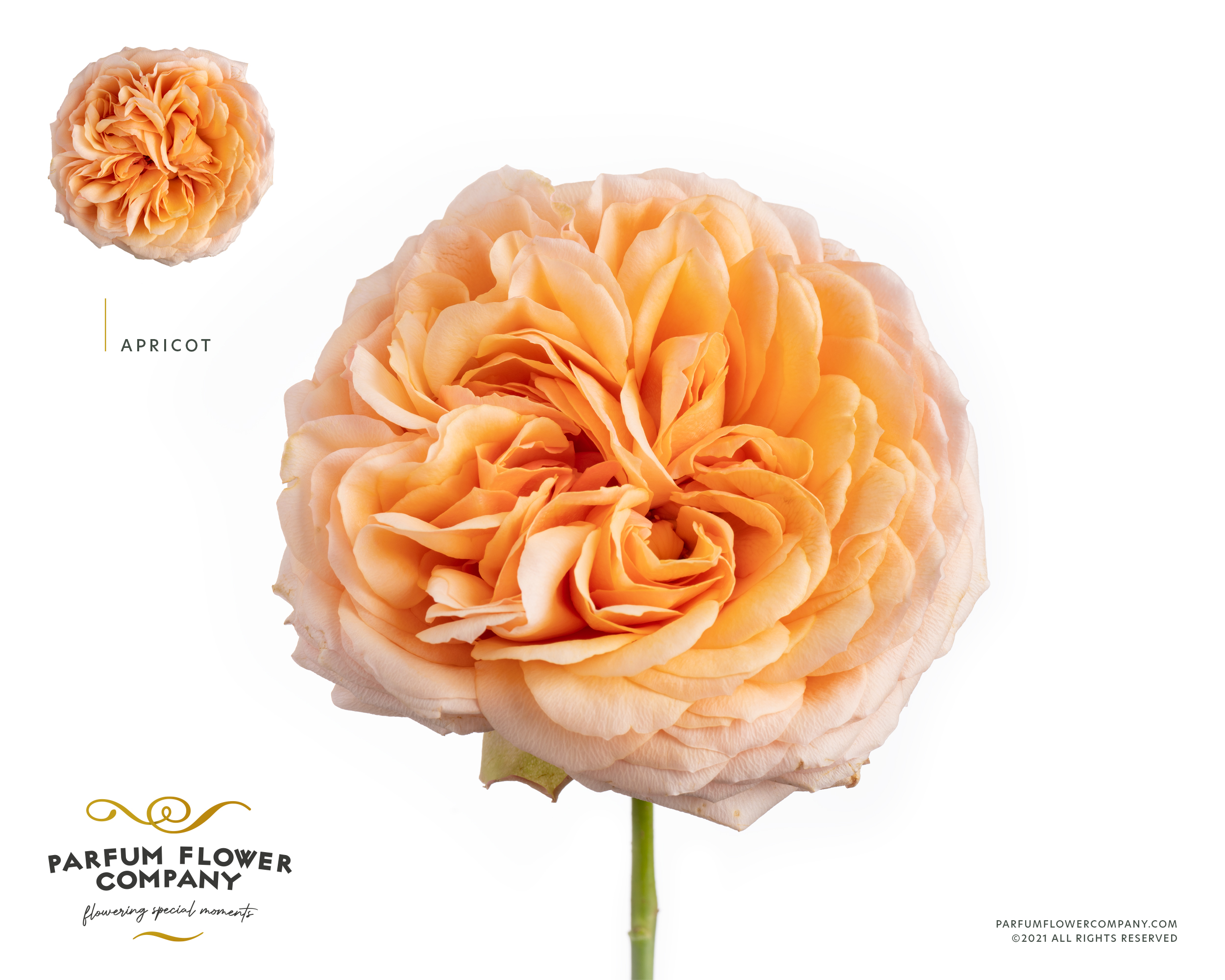 Rosa Garden Apricot Antike 50cm