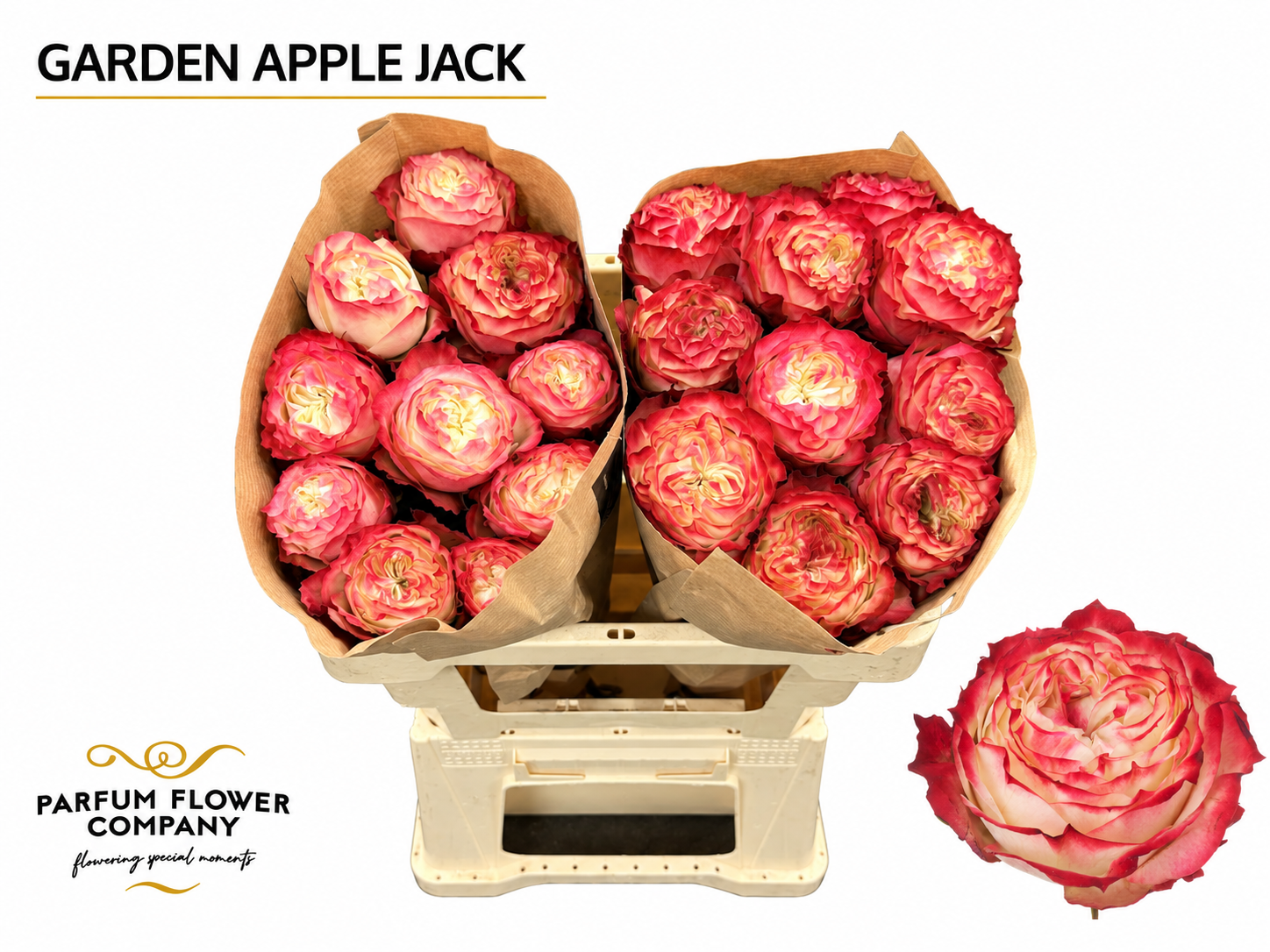 Rosa Garden Apple Jack 50cm