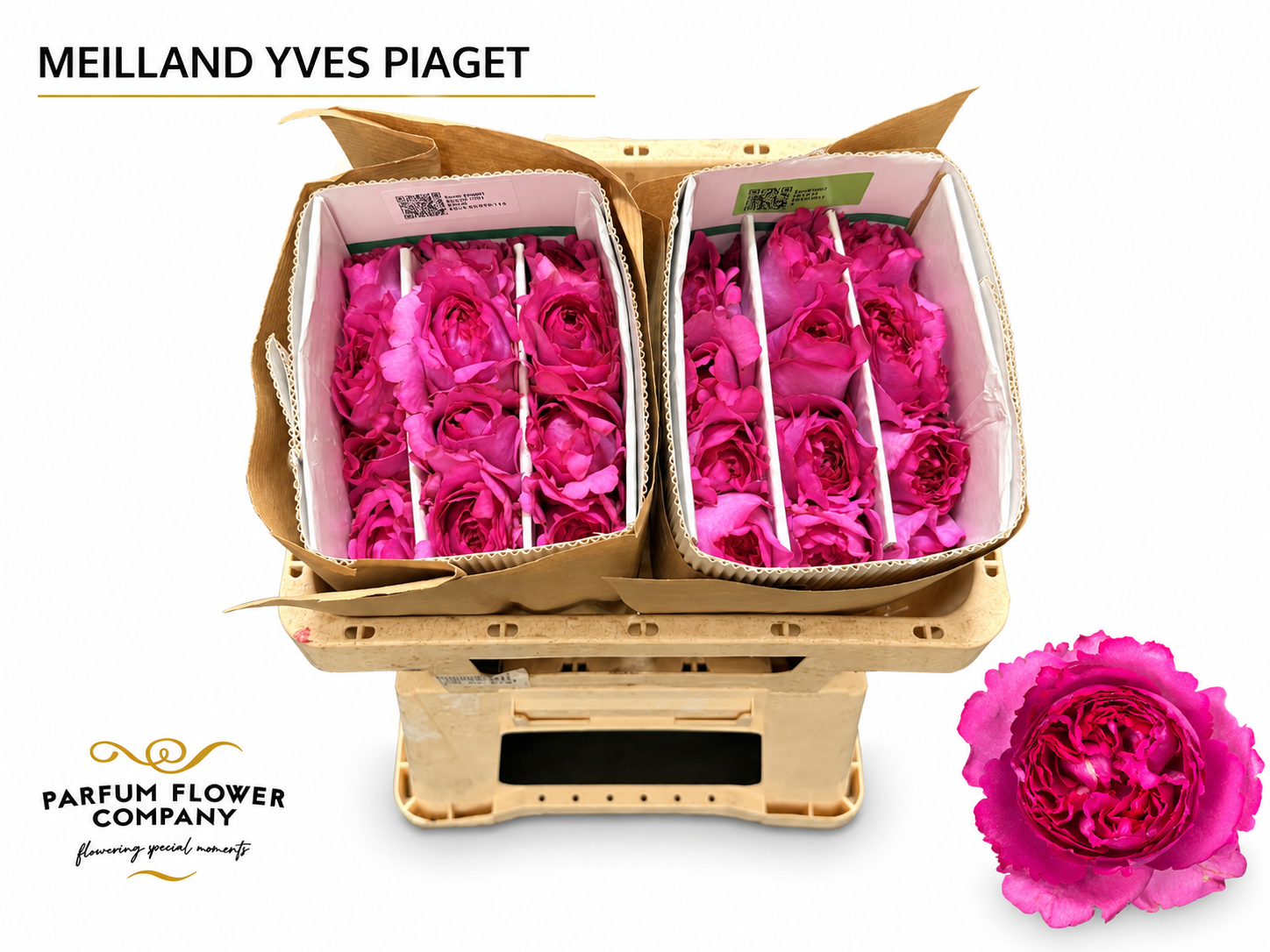 Rosa Garden Yves Piaget 50cm
