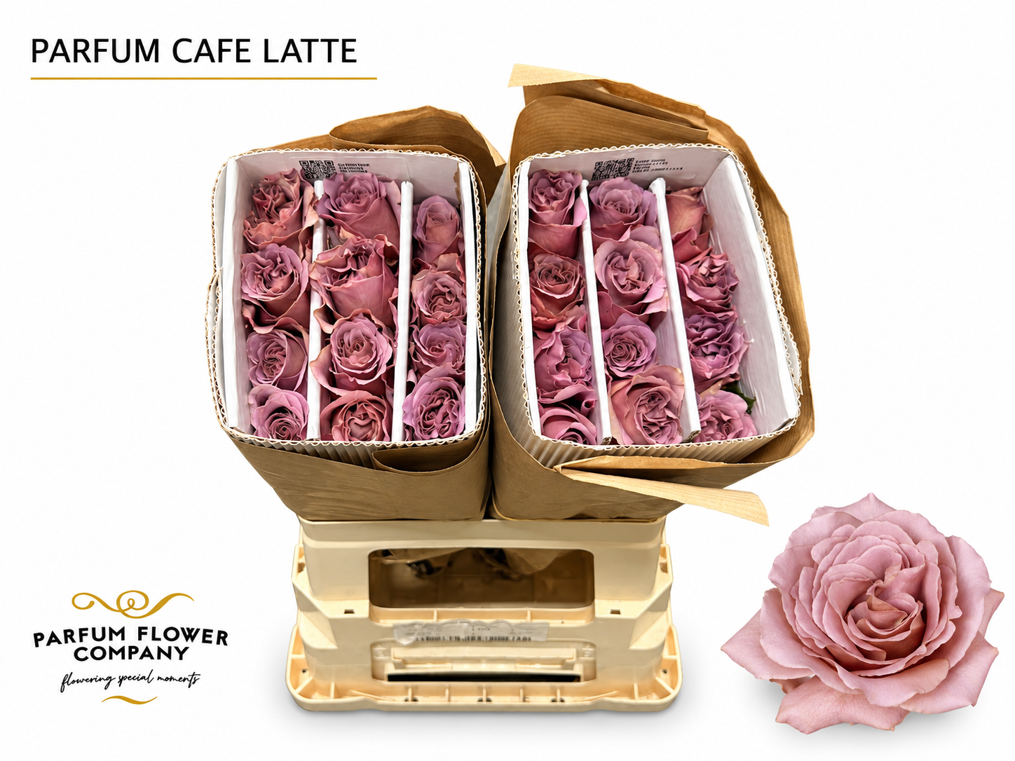 Rosa Garden Parfum Cafe Latte 50cm