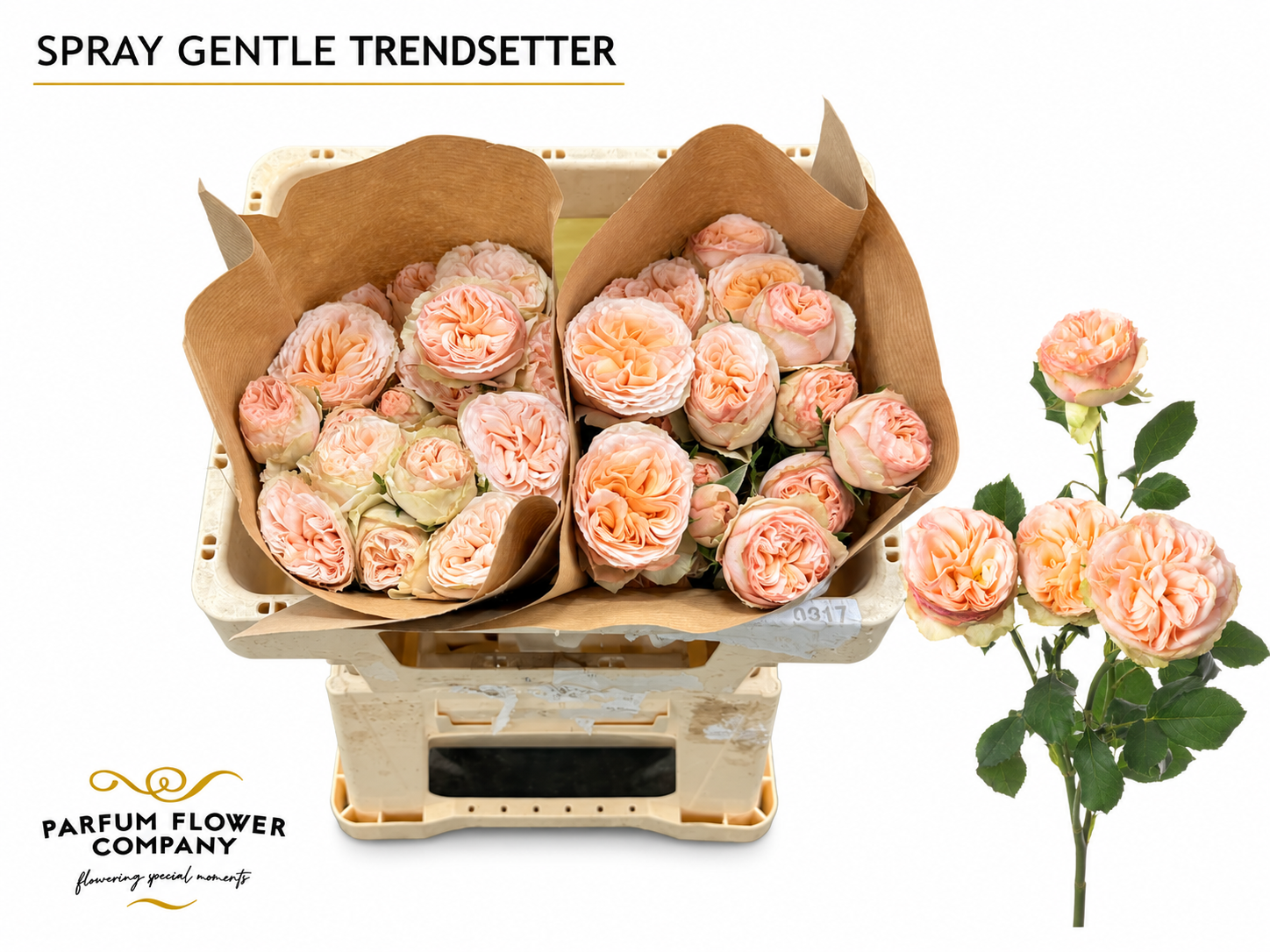 Rosa Spr Gen Trendsetter 60cm