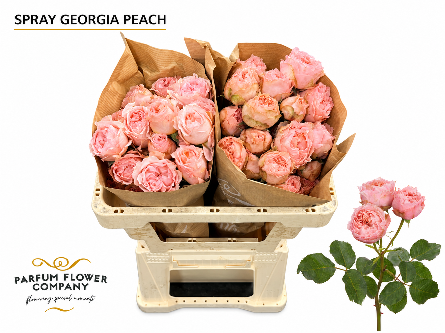 Rosa Spr Georgia Peach 60cm
