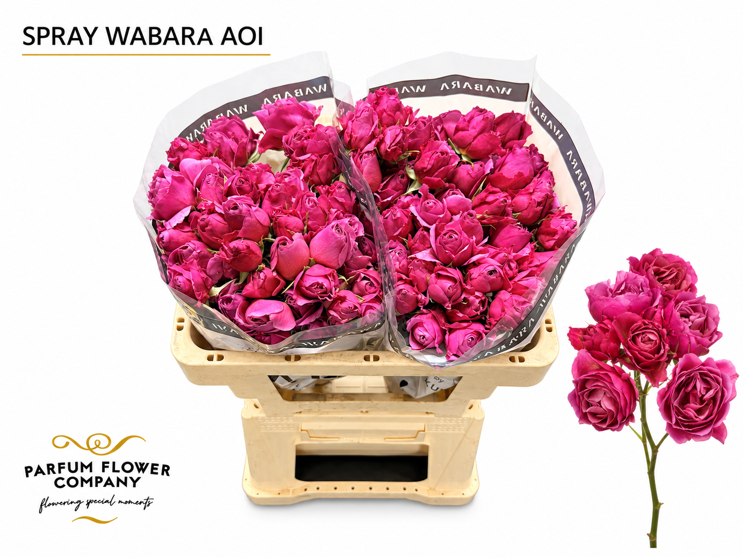 Rosa Garden Wabara Aoi 50cm