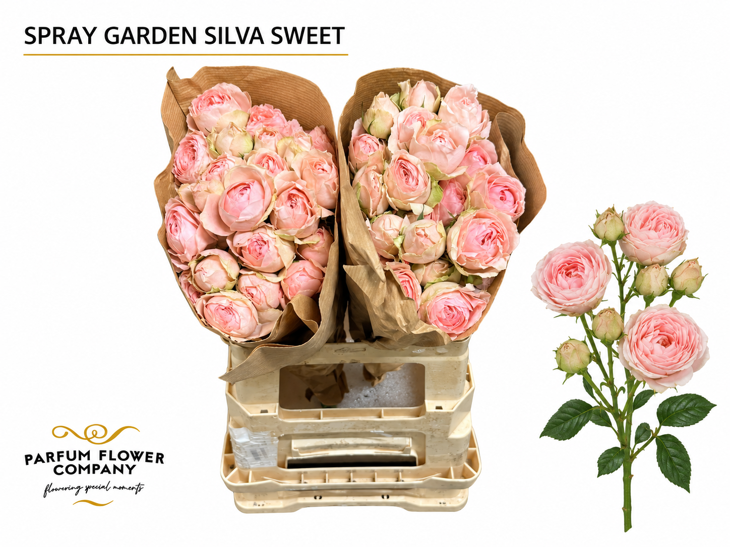 Rosa Spr Silva Sweet+ 50cm